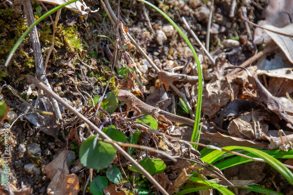 春先、草むらの中のカナヘビの赤ちゃん The baby lacertid (a kind of lizard) on the grass in early spring 春先、草むらの中のカナヘビの赤ちゃん The baby lacertid (a kind of lizard) on the grass in early spring