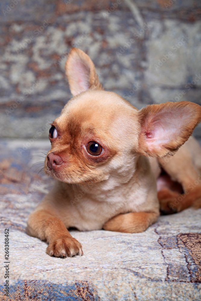 Portrait of a cute chihuahua dog