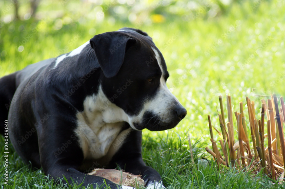 Schwarze Bulldogge liegt auf der grünen Wiese