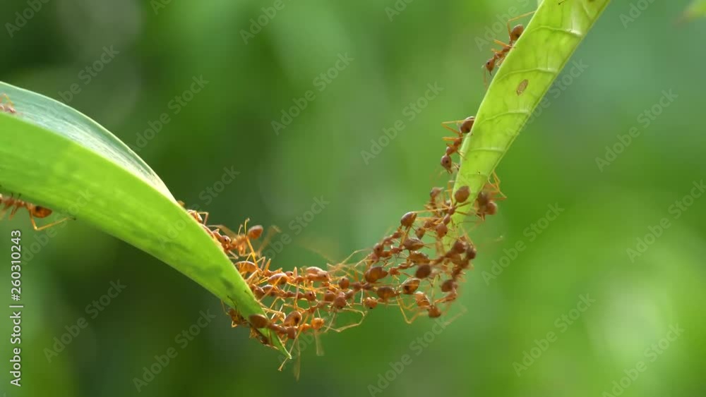 Ant action standing.Ant bridge unity team,Concept team work together Ant action standing.Ant bridge unity team,Concept team work together