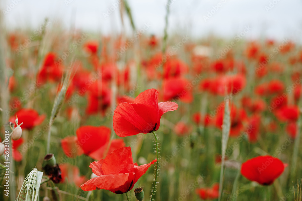 Naklejka premium Poppy Field