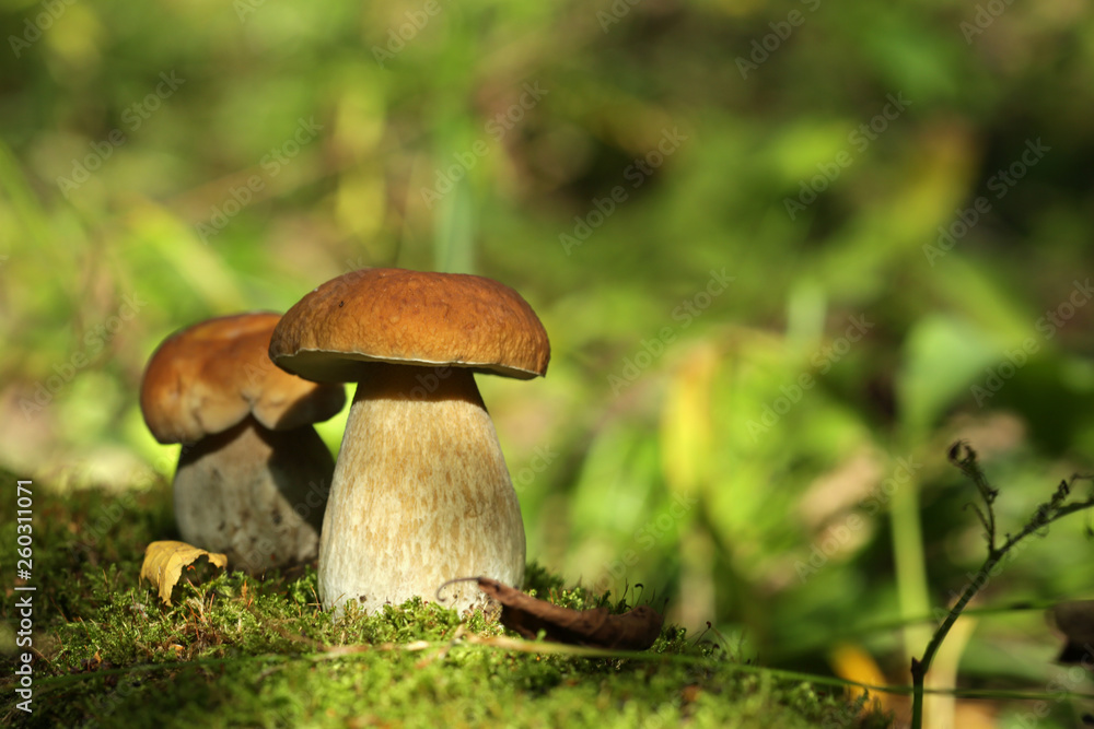 Boletus mushrooms grow in the summer forest Boletus mushrooms grow in the summer forest