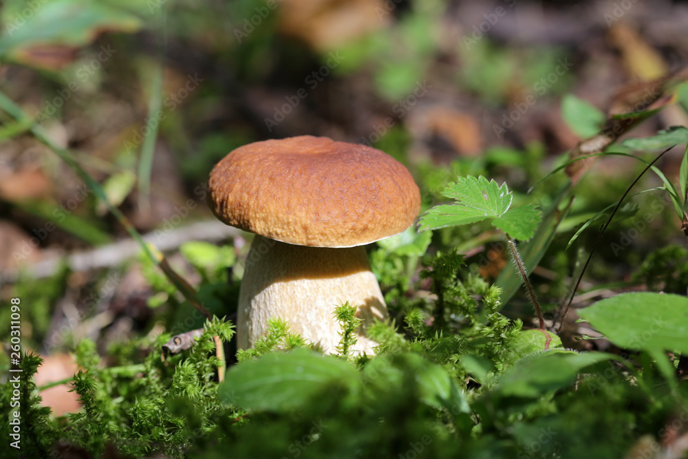 boletus mushroom in the forest close up boletus mushroom in the forest close up