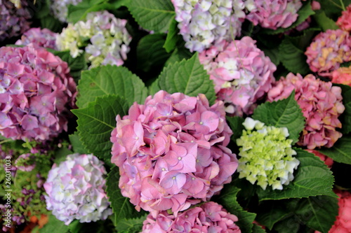 Hydrangea flowers are produced from early spring to late autumn,Close up pink Hydrangea flowers.