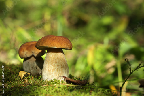 Boletus mushrooms grow in the summer forest