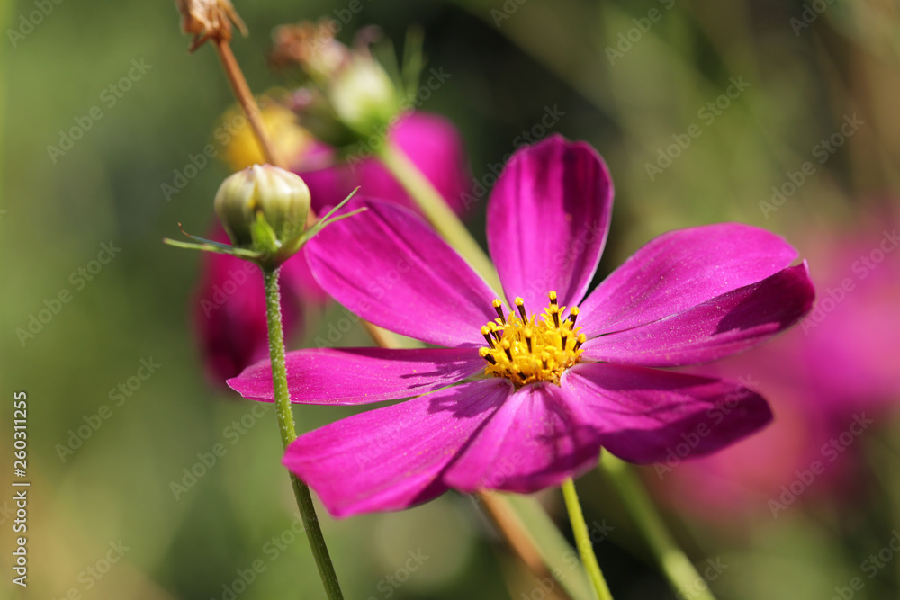 close up beautiful flower in a summer garden close up beautiful flower in a summer garden