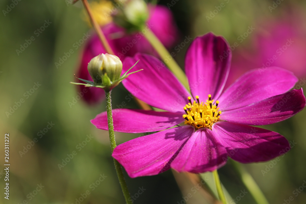 close up beautiful flower in a summer garden close up beautiful flower in a summer garden