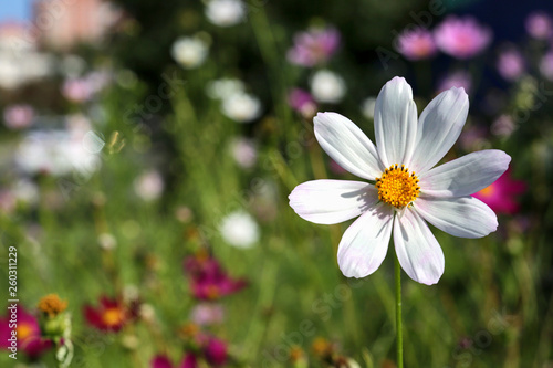 Beautiful flowers in a summer garden