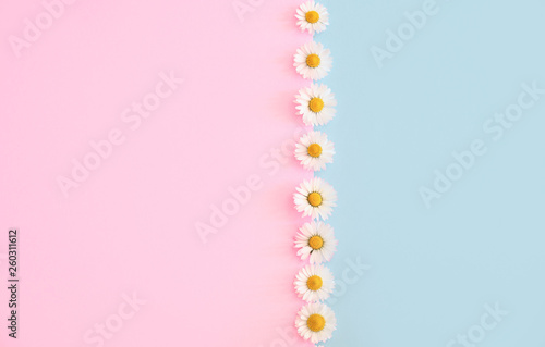 Daisy  Bellis perennis  pattern. Flat lay spring and summer chamomile flowers dividing pastel pink and blue background colors. Top down view