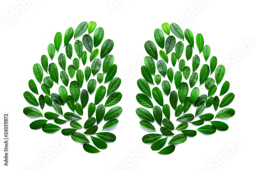Fototapeta Naklejka Na Ścianę i Meble -  Image of human lungs from green leaves. Isolated on white.