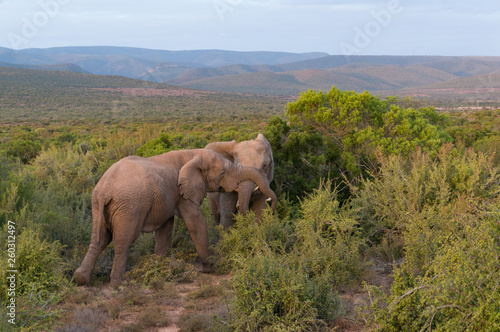 African elephant bulls fighting in the wild