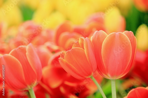 Close up orange tulip in the field.Selective focus.