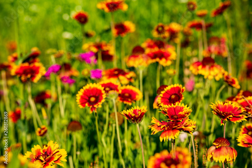 Meadow of wild flowers © trattieritratti