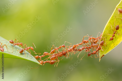 Ant action standing.Ant bridge unity team,Concept team work together photo