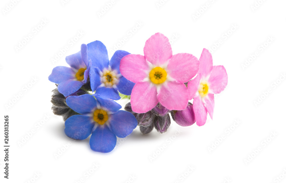 Obraz premium forget-me-not flower isolated