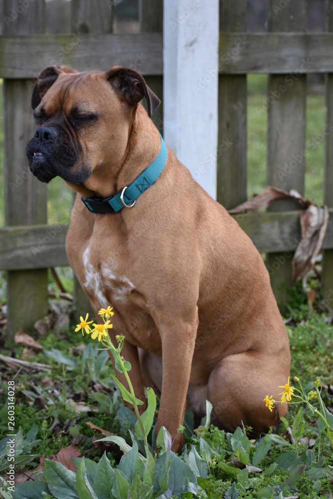 brown dog spring portrait in front of a wooden fence and wild flowers