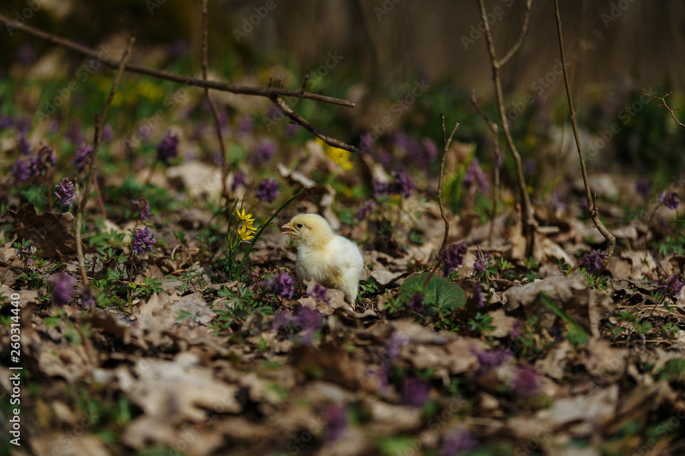 chick in the forest