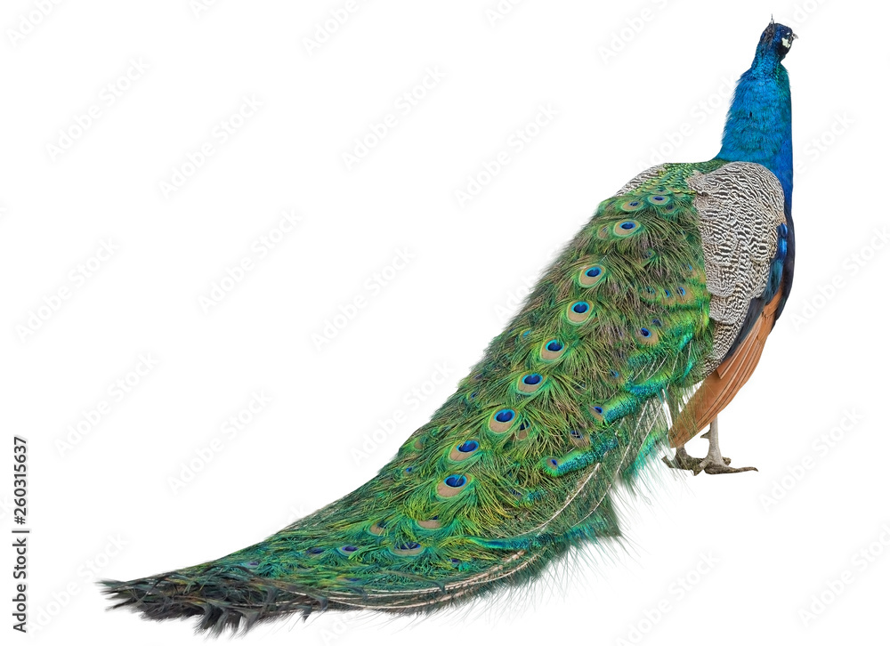 Fototapeta premium the Beautiful Peacock