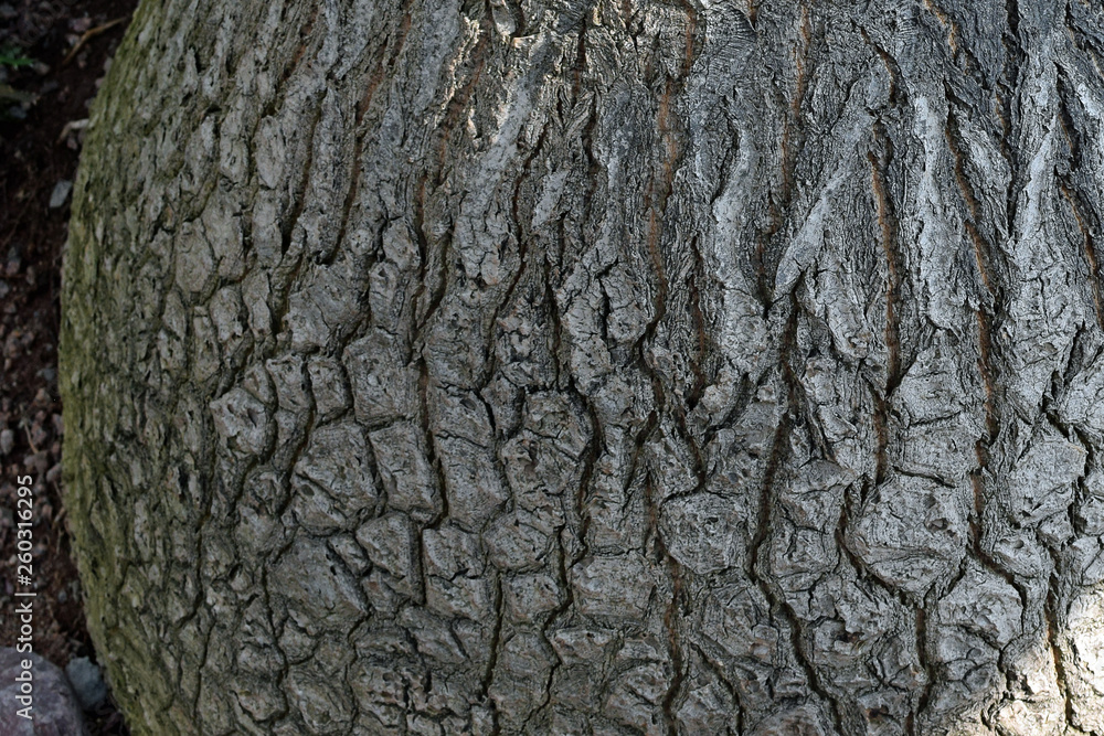 Elephant's foot palm tree trunk. Close up of Beaucarnea recurvata. Elephant's foot palm tree trunk. Close up of Beaucarnea recurvata.