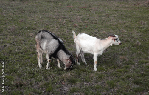 Goats graze in the meadow