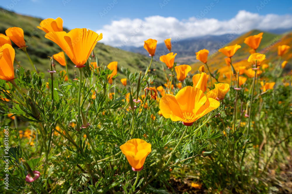 Beautiful poppies opening up during the super bloom in Southern California in Walker Canyon - obrazy, fototapety, plakaty 