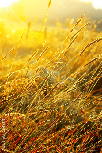 Fototapeta Naklejka Na Ścianę i Meble -  beautiful sunrise over a summer blossoming meadow field grass with dew drops on the background of the sun