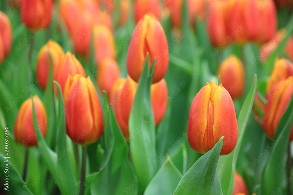 Close up orange tulip in tulip field.Thailand Close up orange tulip in tulip field.Thailand