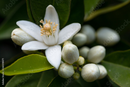 orange tree branch and blossoms. close up flower photo