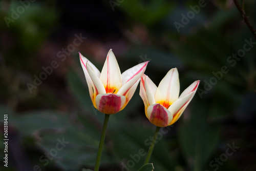 the flowers of two wild tulips against a dark background
