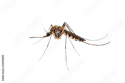 Encephalitis, Yellow Fever, Malaria Disease or Zika Virus Infected Culex Mosquito Parasite Insect Macro Isolated on White Background © nechaevkon