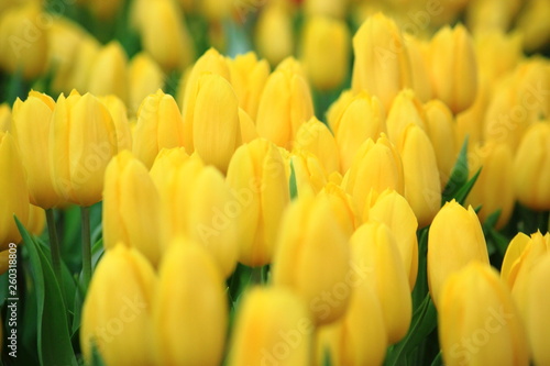 Close up yellow tulip in the field.Selective focus.For background.