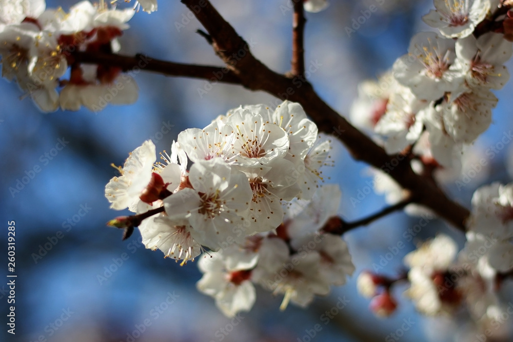 A branch with white flowers of sakura with a beautiful nature background. A branch with white flowers of sakura with a beautiful nature background.