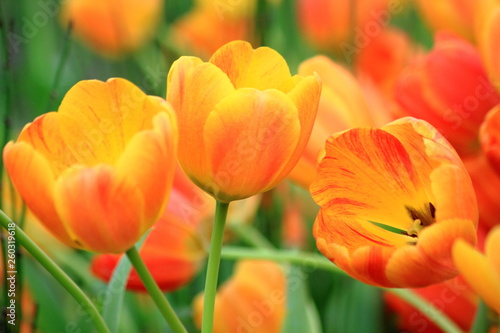Close up orange tulip in tulip field.Thailand 