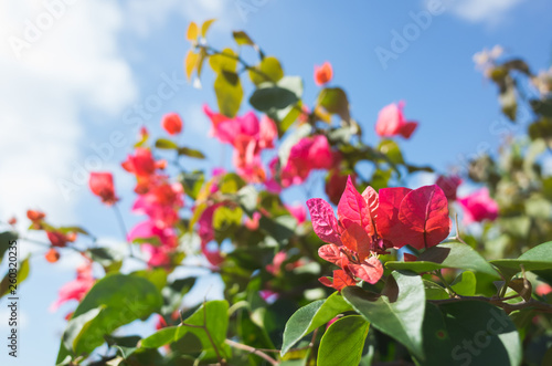 red bougainvillea flowers