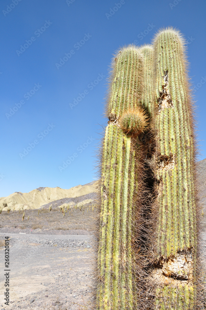cactus in the desert cactus in the desert