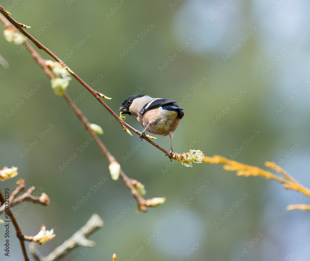 Obraz premium Bullfinch