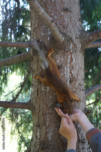 feed squirrel with hands