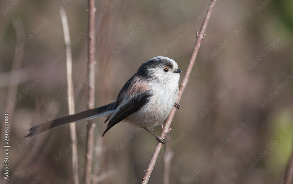 Naklejka premium Long tailed tit