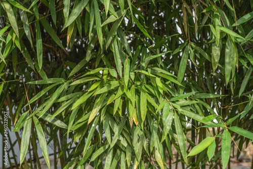 green bamboo in the outdoor