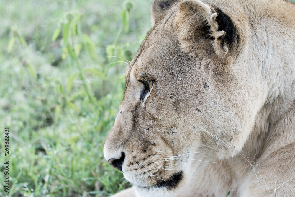 Fototapeta premium Lion in Serengeti national park in Tanzania