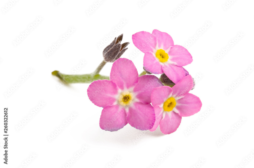 Obraz premium forget-me-not isolated