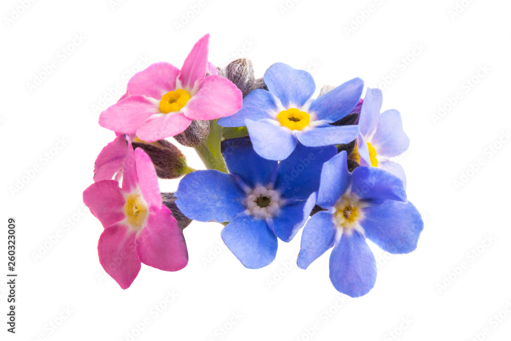 Obraz premium forget-me-not isolated