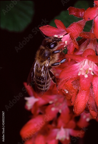 Bee, Honeybee, Ornamental currant, Ribes sanguineum, Germany, Europe photo