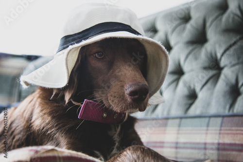 Naklejka perro