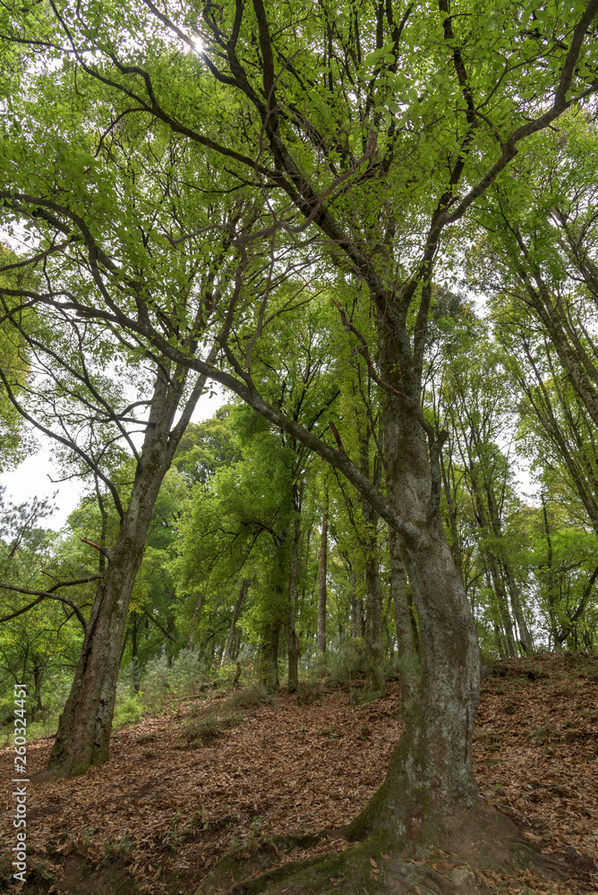 Bosque 2 Bosque 2