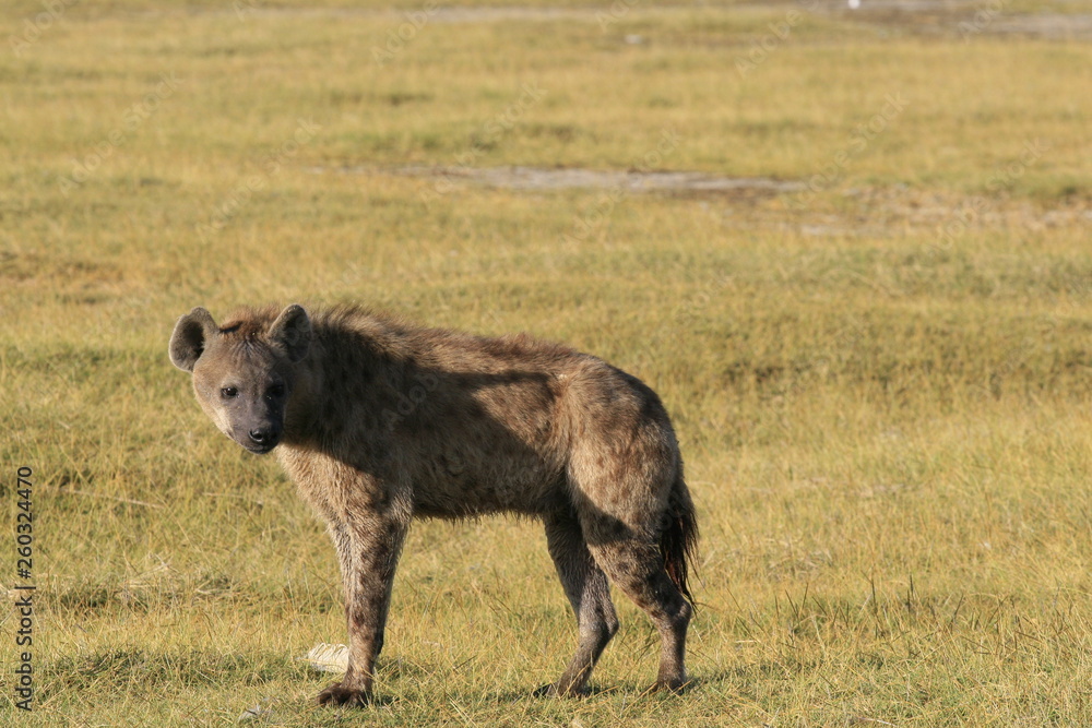 Spotted Hyena hunting flamingo on safari in Kenya. Sunrise in Nakuru lake Spotted Hyena hunting flamingo on safari in Kenya. Sunrise in Nakuru lake