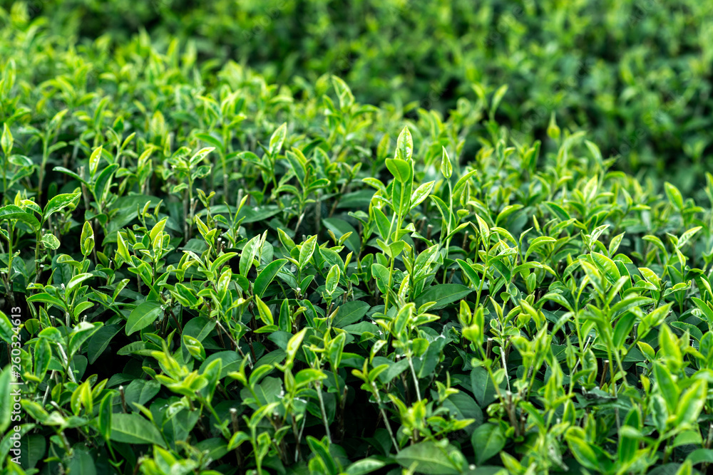 tea bushes tea bushes