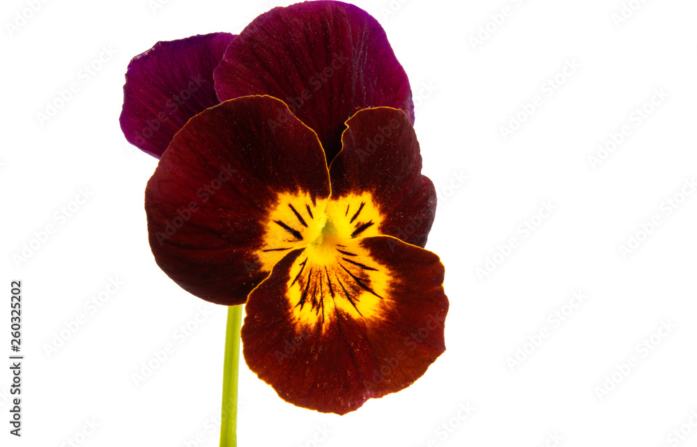 Obraz premium pansy isolated