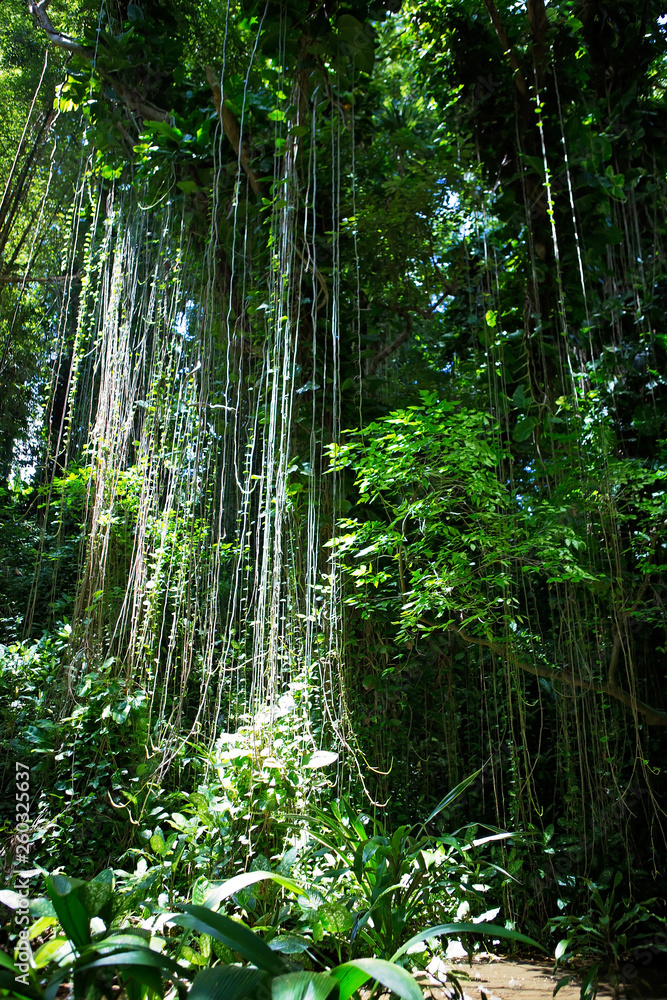 Twisted wild liana messy jungle vines plant with lichen on lush foliage tropical rainforest Twisted wild liana messy jungle vines plant with lichen on lush foliage tropical rainforest