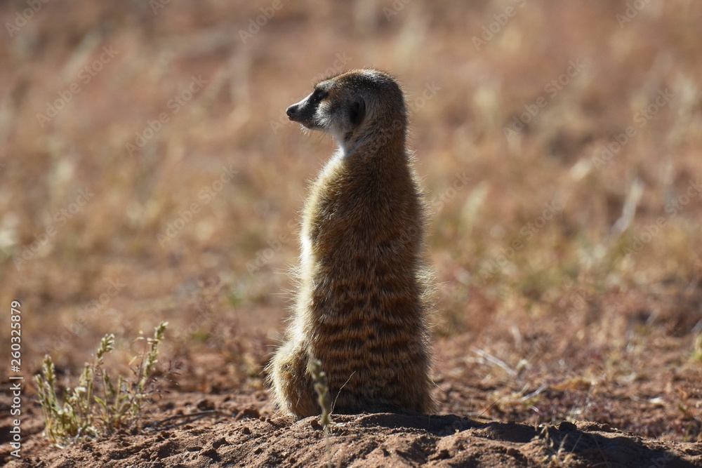 Fototapeta premium wachsames Erdmännchen (suricata suricatta) in der Kalahari in Namibia